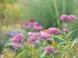 Asclepias incarnata 'Cinderella'