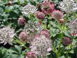 Astrantia major 'Jitse' [J.S.]