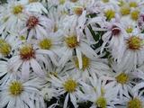 Aster 'Kristina' (Dumosus-Group)