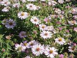 Aster amethystinus (x) 'Kylie'