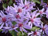 Aster 'Little Carlow'