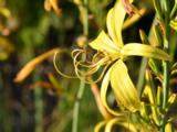 Asphodeline liburnica