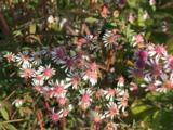 Aster lateriflorus 'Lady in Black'