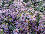 Aster ericoides 'Lovely'