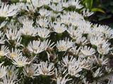 Aster ptarmicoides 'Mago'