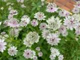 Astrantia major