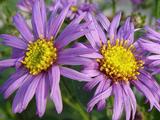 Aster amellus 'Mira'