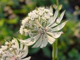 Astrantia major 'Alba'