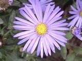 Aster frikartii (x) 'Mönch'