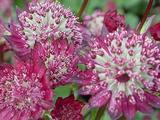 Astrantia 'Moulin Rouge' PBR