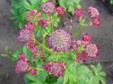 Astrantia major 'Rubra'