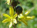 Asphodeline lutea