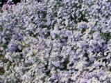 Aster cordifolius 'Photograph'