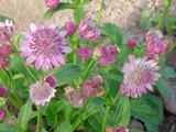 Astrantia major 'Pink Pride'