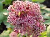 Astrantia major 'Primadonna'