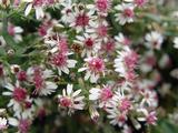 Aster lateriflorus 'Prince'