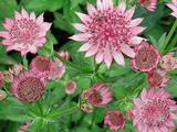 Astrantia major 'Pink Sensation'