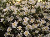 Aster ptarmicoides