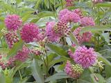 Asclepias purpurascens