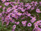 Aster amellus 'Rosa Erfüllung'