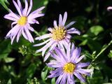 Aster amellus 'Rudolf Goethe'