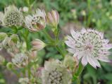 Astrantia major 'Rosa Lee'