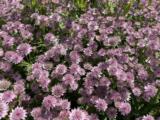 Astrantia major 'Roma' PBR