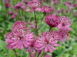 Astrantia major 'Ruby Wedding'