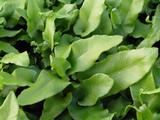 Asplenium scolopendrium