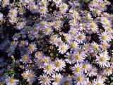 Aster ageratoides 'Stardust'