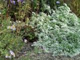Aster ericoides 'Snowflurry'