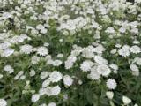 Astrantia major 'Shaggy'