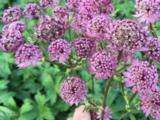 Astrantia major 'Star Of Beauty' PBR