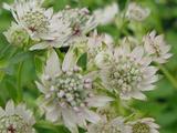 Astrantia major 'Star Of Billion' PBR