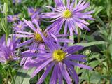 Aster amellus 'Sonora'
