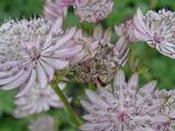 Astrantia major 'Star Of Royals' PBR