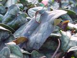 Asarum splendens