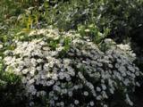 Aster ageratoides 'Starshine' PBR