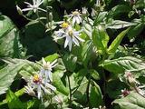 Aster cordifolius 'Silver Spray'
