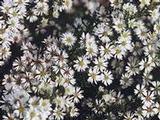Aster ericoides 'Schneetanne'