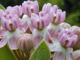 Asclepias sullivantii