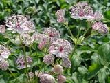 Astrantia major 'Sunningdale Variegated'