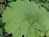 Astilboides tabularis
