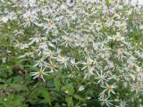 Aster divaricatus 'Tradescant'