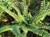 Asplenium trichomanes