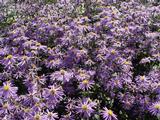 Aster macrophyllus 'Twilight'