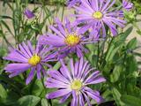 Aster amellus 'Veilchenkönigin'