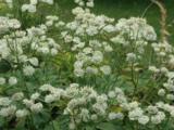 Astrantia major 'White Giant' ('Superstar' PBR)