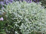Aster ericoides 'Weisser Zwerg'
