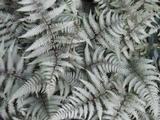 Athyrium niponicum 'Burgundy Lace'